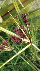 Cyperus ustulatus