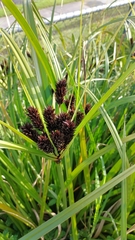 Cyperus ustulatus