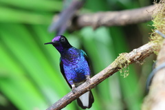 Boissonneaua jardini