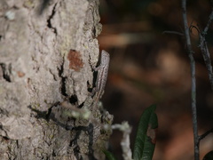 Sceloporus woodi