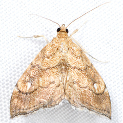 Scybalistodes periculosalis