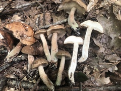 Tylopilus