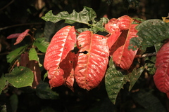 Vateria indica