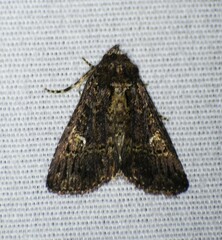 Condica albigera