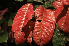 Vateria indica