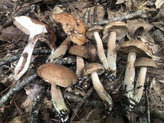 Tylopilus