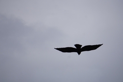 Ictinaetus malaiensis