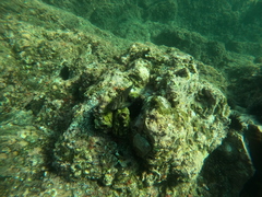 Ophioblennius steindachneri