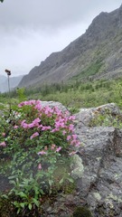 Rhododendron redowskianum