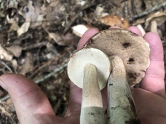 Tylopilus