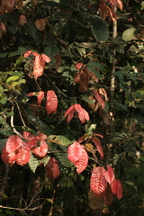 Vateria indica