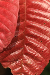 Vateria indica