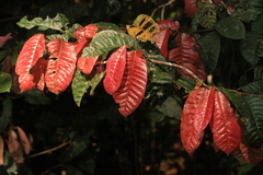 Vateria indica