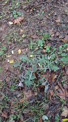 Sonchus oleraceus