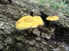 Pluteus mammillatus