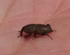 Sphenophorus coesifrons