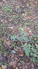Sonchus oleraceus