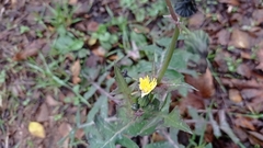 Sonchus oleraceus