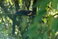 Ratufa bicolor