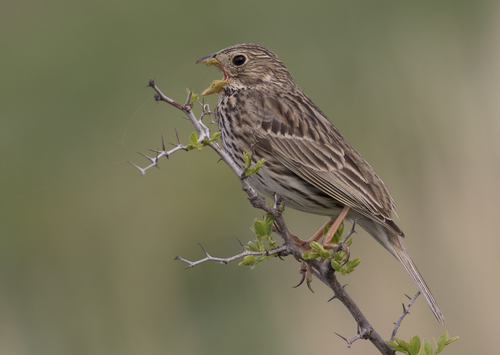 Corn Bunting