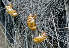 Ayuthia spectabile