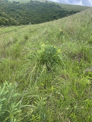 Protea caffra caffra