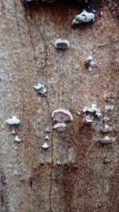 Schizophyllum commune
