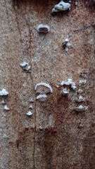Schizophyllum commune
