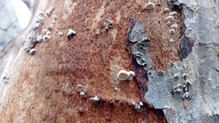 Schizophyllum commune