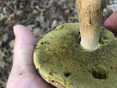 Boletus variipes