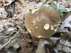 Boletus variipes