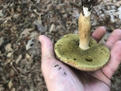 Boletus variipes