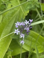 Pentanisia prunelloides prunelloides