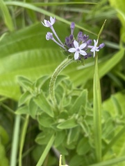 Pentanisia prunelloides prunelloides