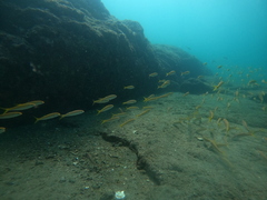 Mulloidichthys dentatus