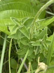 Pentanisia prunelloides prunelloides