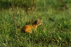 Cynictis penicillata