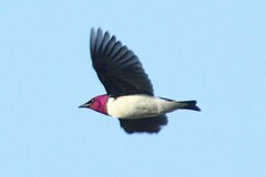 Cinnyricinclus leucogaster