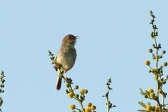 Cisticola fulvicapilla