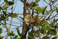 Cisticola fulvicapilla