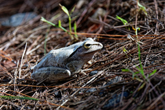 Polypedates megacephalus