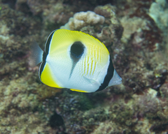 Chaetodon unimaculatus