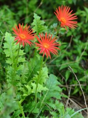 Gerbera jamesonii