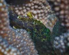 Sebastapistes coniorta