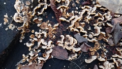Fungi