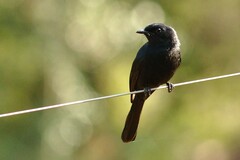 Melaenornis pammelaina