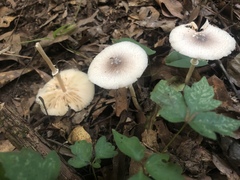 Leucocoprinus
