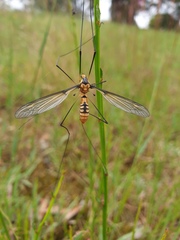 Leptotarsus clavatus