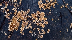 Fungi