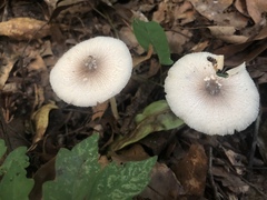 Leucocoprinus